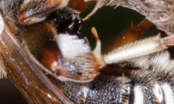 Apidae Halictinae: Nomiapis cfr. diversipes, maschio